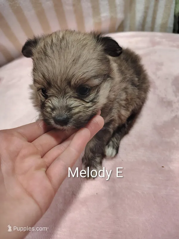 Melody – Pomeranian puppy for sale in Springfield, OH