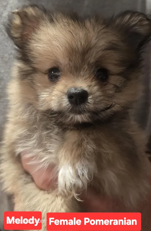 Melody – Pomeranian puppy for sale in Springfield, OH