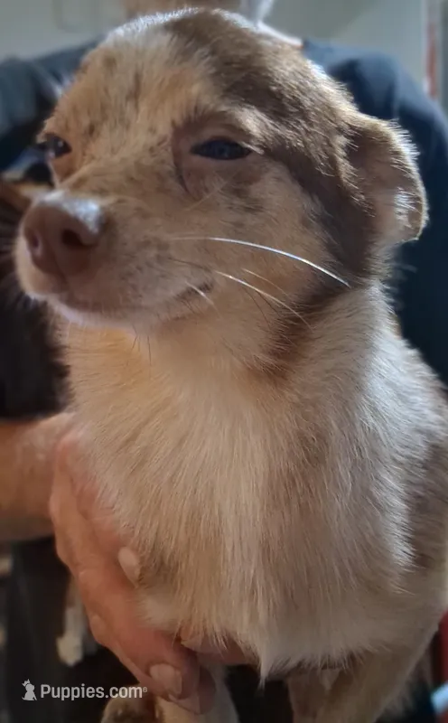 Amy – Chihuahua puppy for sale in Plain City, OH
