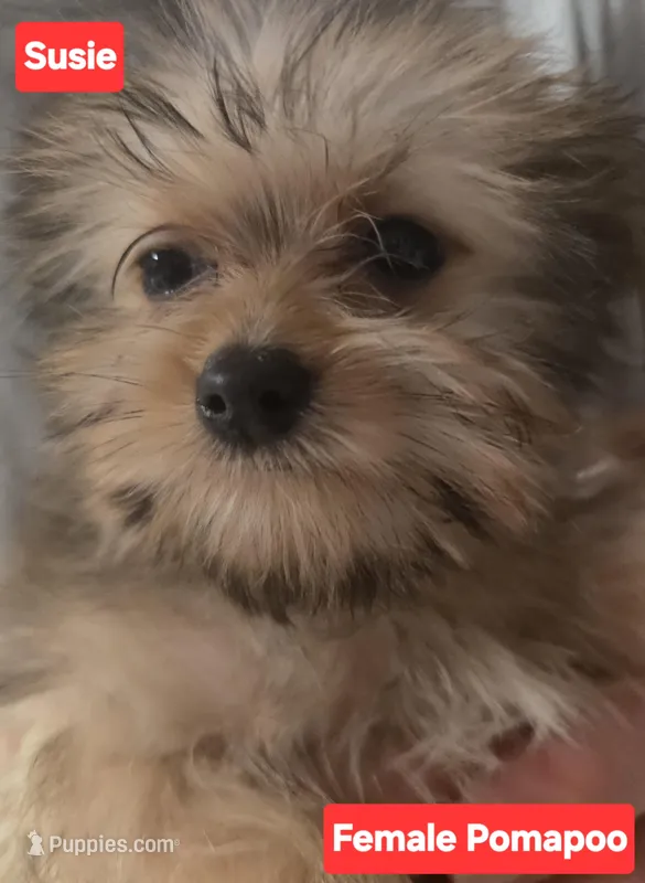 Susie, a female Pomapoo for sale in Springfield, OH – Photo 1 of 2