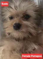 Susie, a female Pomapoo for sale in Springfield, OH – Photo 1 of 2