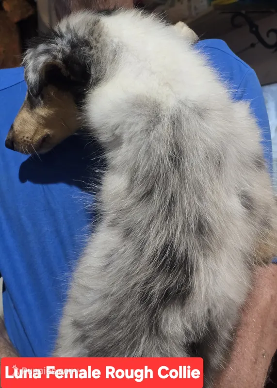 Luna collie – Collie puppy for sale in Plain City, OH