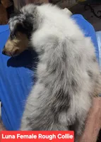 Luna collie, a female Collie for sale in Plain City, OH – 1 of 3