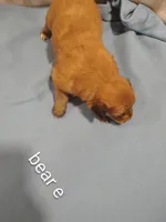 Bear, a male Pomeranian for sale in Springfield, OH – Photo 2 of 3