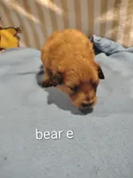 Bear, a male Pomeranian for sale in Springfield, OH – Photo 1 of 3