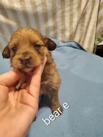 Bear, a male Pomeranian for sale in Springfield, OH – Photo 3 of 3