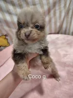 Coco, a female Pomeranian for sale in Springfield, OH – Photo 1 of 3