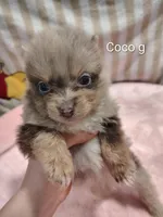 Coco, a female Pomeranian for sale in Springfield, OH – Photo 3 of 3