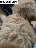 JOEY, a male Pomapoo for sale in Plain City, OH – 2 of 2