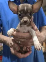 Peanut , a male Chihuahua for sale in Plain City, OH – 2 of 2