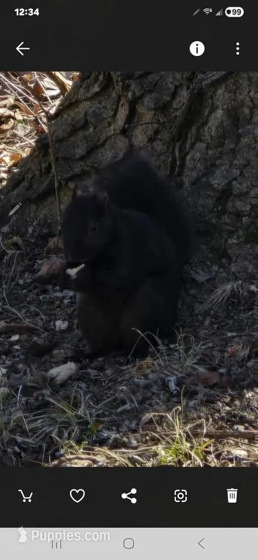 Paul – Pomeranian puppy for sale in Springfield, OH