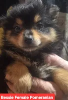 Hazel, a female Pomeranian for sale in Plain City, OH – 1 of 1