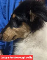 Luna collie, a female Collie for sale in Plain City, OH – 2 of 3