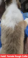 Heidi Collie, a female Collie for sale in Plain City, OH – 3 of 3