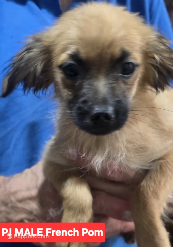 PJ – Pomapoo puppy for sale in Plain City, OH
