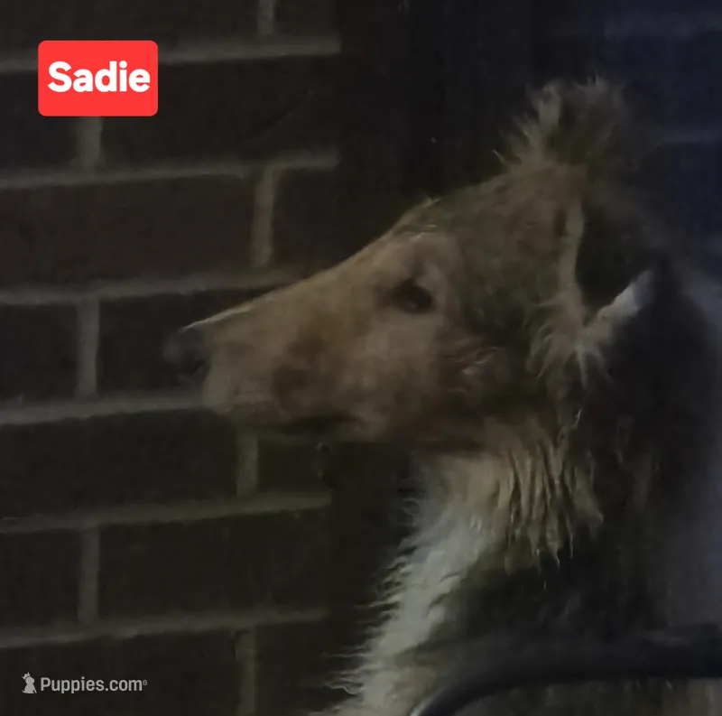 Sadie – Collie puppy for sale in Plain City, OH