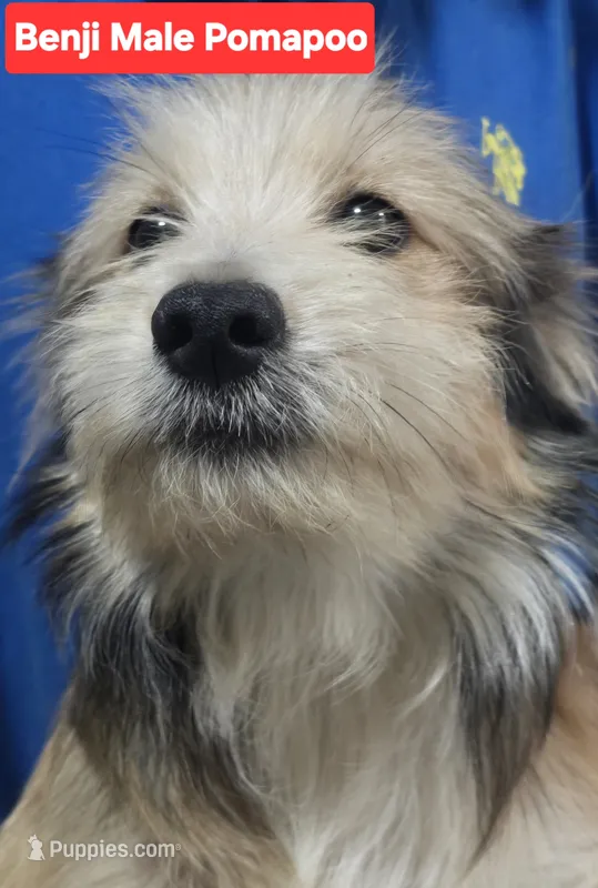 Benji – Pomapoo puppy for sale in Plain City, OH