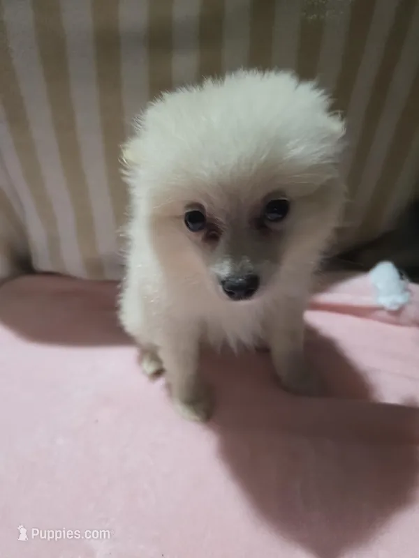 Vanessa  – Pomeranian puppy for sale in Springfield, OH