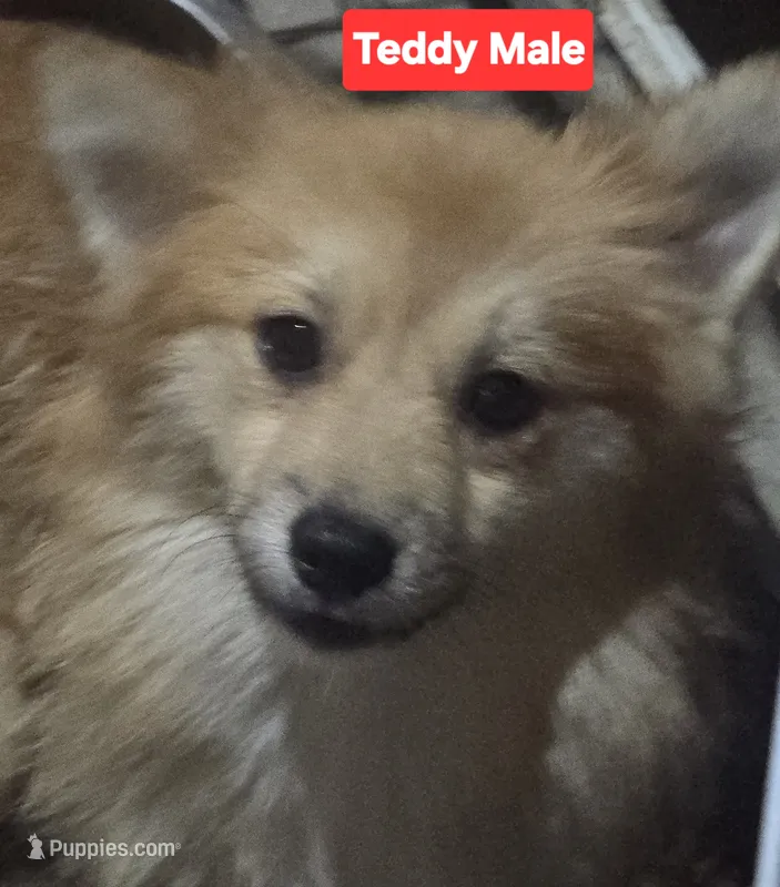 Teddy – Pomapoo puppy for sale in Plain City, OH