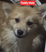 Teddy, a male Pomapoo for sale in Plain City, OH – 1 of 1