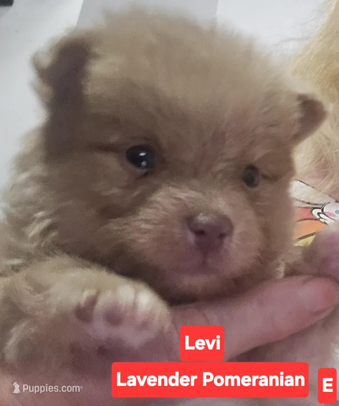 Levi 