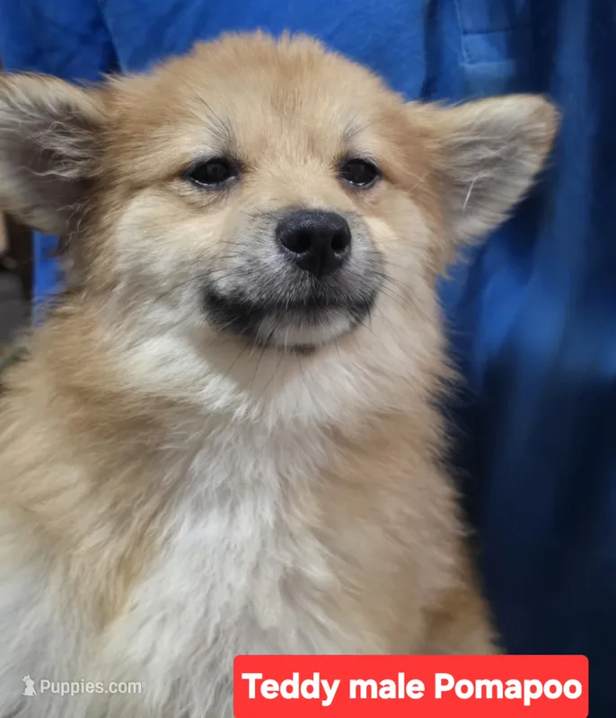 Teddy – Pomapoo puppy for sale in Plain City, OH