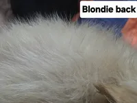 Blondie Cream Puff, a female Pomeranian for sale in Plain City, OH – 2 of 2
