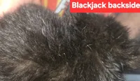 BLACK JACK, a  Pomeranian for sale in Plain City, OH – 2 of 2