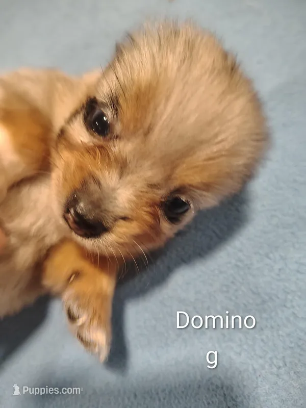 Domino – Pomeranian puppy for sale in Springfield, OH