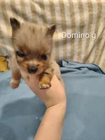 Domino, a male Pomeranian for sale in Springfield, OH – Photo 2 of 3