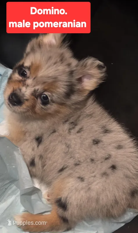 Domino – Pomeranian puppy for sale in Springfield, OH