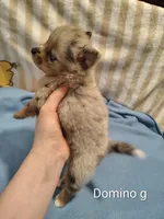 Domino, a male Pomeranian for sale in Springfield, OH – Photo 3 of 3