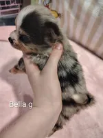 Bella, a female Pomeranian for sale in Springfield, OH – Photo 2 of 3