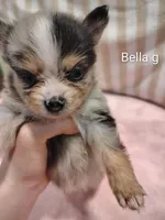 Bella, a female Pomeranian for sale in Springfield, OH – Photo 1 of 3