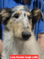 Luna collie, a female Collie for sale in Plain City, OH – 3 of 3