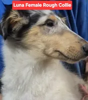 Luna collie, a female Collie for sale in Plain City, OH – 2 of 3