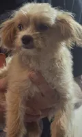 Peaches , a female Pomapoo for sale in Plain City, OH – 2 of 2