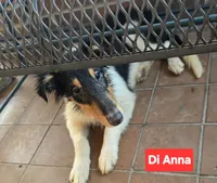 Di Anna, a female Collie for sale in Plain City, OH – 3 of 4