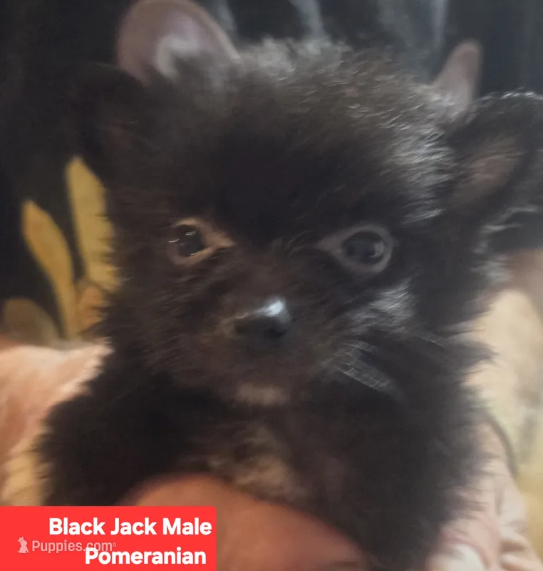 BLACK JACK – Pomeranian puppy for sale in Plain City, OH