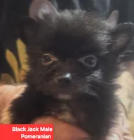 BLACK JACK, a  Pomeranian for sale in Plain City, OH – 1 of 2