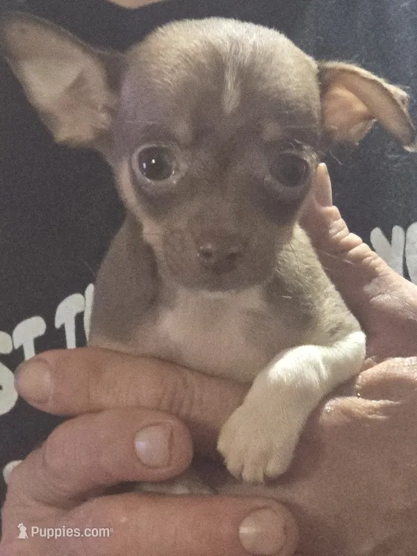 Peanut  – Chihuahua puppy for sale in Plain City, OH