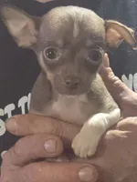 Peanut , a male Chihuahua for sale in Plain City, OH – 1 of 2