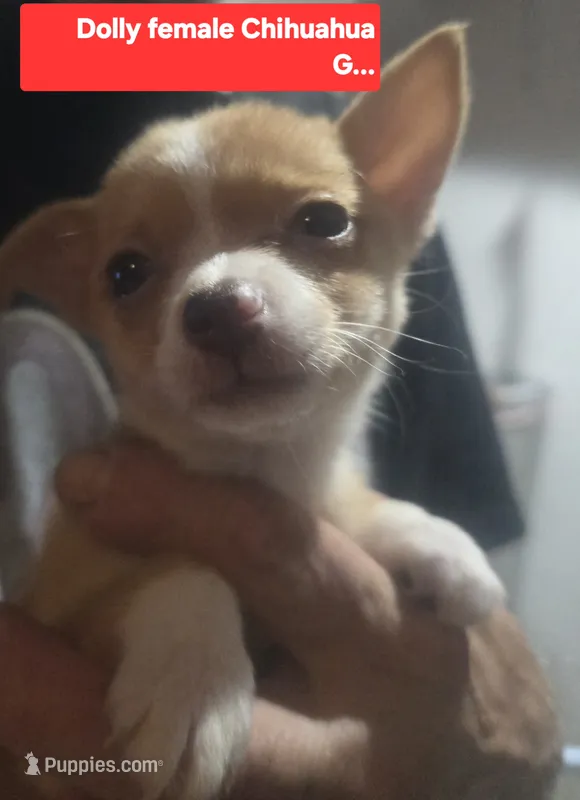 Dolly – Chihuahua puppy for sale in Plain City, OH