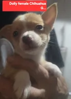 Dolly, a female Chihuahua for sale in Plain City, OH – 1 of 2