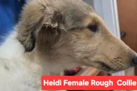 Heidi Collie, a female Collie for sale in Plain City, OH – 2 of 3