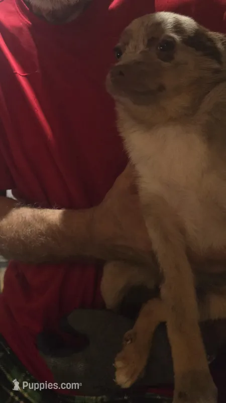 Amy – Chihuahua puppy for sale in Plain City, OH