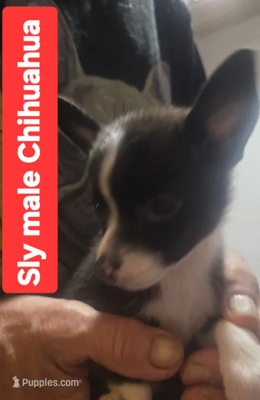 SLY – Chihuahua puppy for sale in Plain City, OH