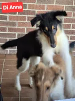 Di Anna, a female Collie for sale in Plain City, OH – 4 of 4