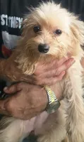 Susie, a female Pomapoo for sale in Plain City, OH – 1 of 1