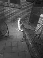 Sadie, a female Collie for sale in Plain City, OH – 4 of 4